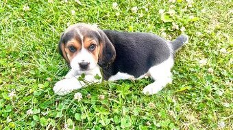 Štěně bígla Praha / bigl, bígl, beagle štěňata