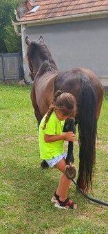 Sportovy pony valach