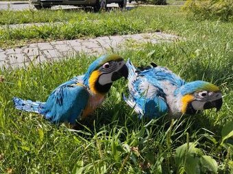 Ara ararauna ručně dokrmované
