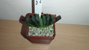 Haworthia Truncata ( sukulent )