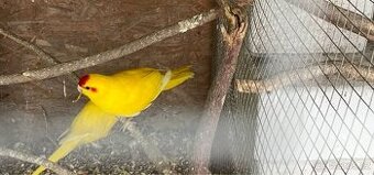 Kakarik -Mladý papoušek na ochočení - 1