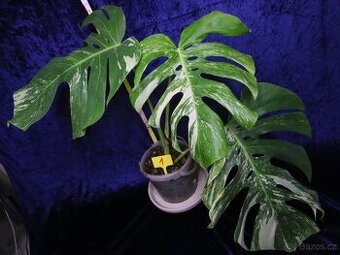 Monstera alba (deliciosa var. alba)