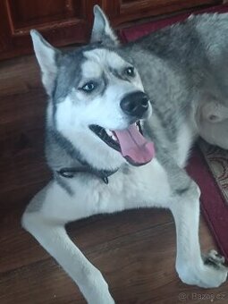 Darují sibiřský husky