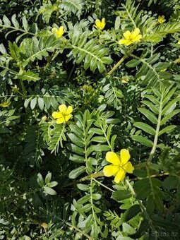 Kotvičník zemní (Tribulus terrestris)