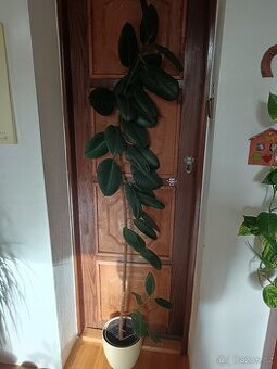 Kytky pokojové velké od 100;