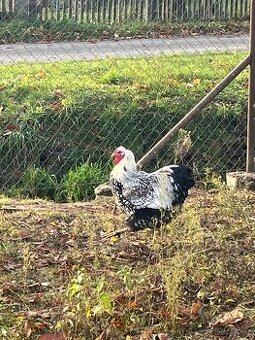 Prodám 3+1 wyandontka stříbrná černě lemovaná