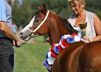 Welsh mountain pony, sekce A