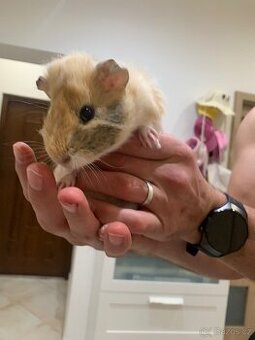 Morčata rozetky - dva samci Loki a Thor