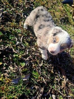 Border kolie šťěnátka