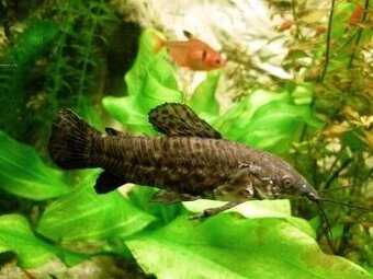 Pancéřníček kropenatý Koupím