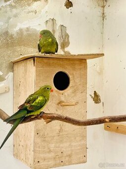 Papoušek horský kouřový