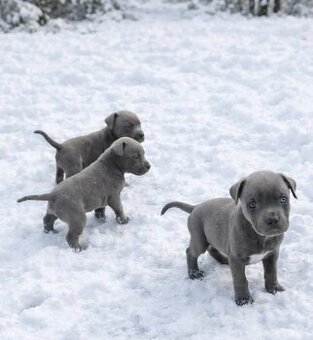 Americký stafordšírský teriér