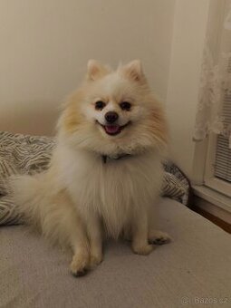 Pomerian - 1