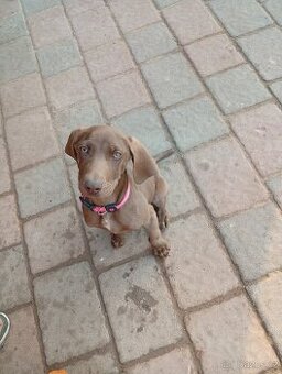 Štěně ohař krátkosrstý nemecky