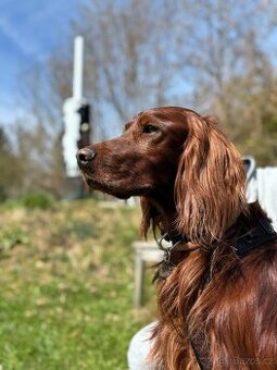 Irský setr hledá nevěstu