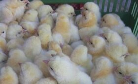 Brojlerová kuřata 1-2 dny