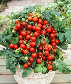 semena rajče truhlíkové Bajaja