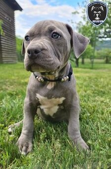 Fenka American Bully XL s pp