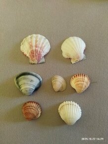 Mušle na výzdobu akvárka - 1