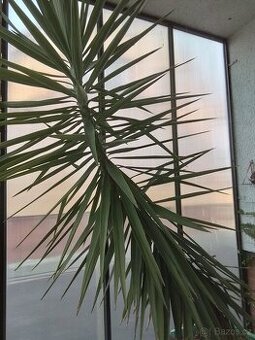 Veľká dracena