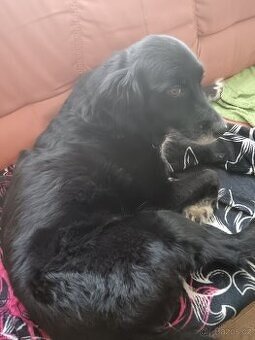 Prodáváme labradora Austrálckého - 1