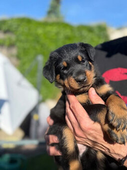 Beauceron štěňátka s PP ze zahraničního spojení