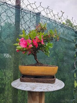 Bonsai,bonsaj Japonska Azalka - 1