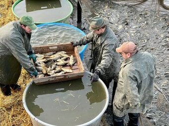 Kapr, Amur apod. - Zejména násada - průměr 1 kg - 1
