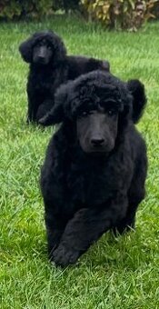 Pudl velký královský s PP