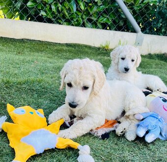 Pudl velký královský s PP