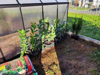 8x bobkovišeň a 2x thuje