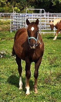1,5 ročný AQH žrebec, skvelá stará línia