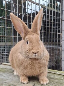 Burgundský králík