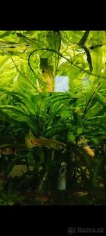 Dám zdarma malá paví očka živorodky. - 1