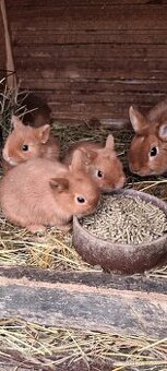 Zakrslý červený králík