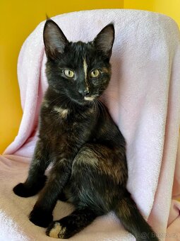 Mainská mývalí křížená - kočičky