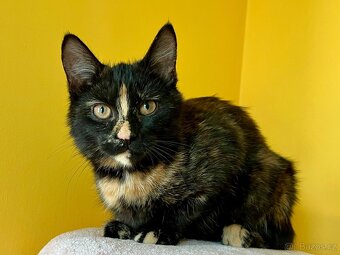 Mainská mývalí křížená - kočičky