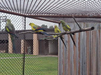 Papoušek horský - letošní