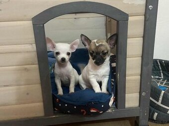 Čivava Štěně čistokrevná