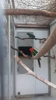 Papoušek Královský - 1