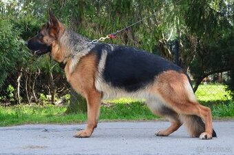 Nemecky ovcak kratkosrsty