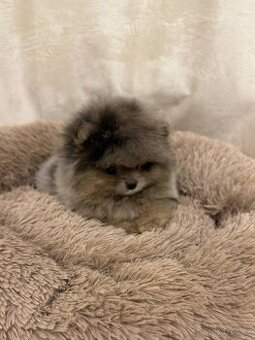 Pomeranian na prodej