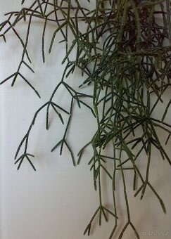 Rhipsalis pilocarpa - převislý kaktus - mladá rostlina