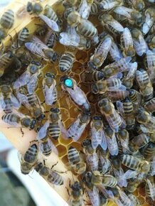 květnové a červnové  včelí oddělky 39x24