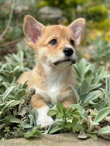 Welsh Corgi Pembroke pejsek s PP - odběr možný ihned