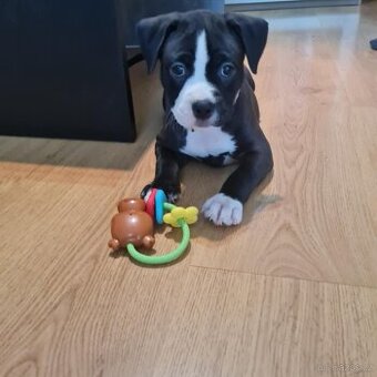 Štěně Amstaff