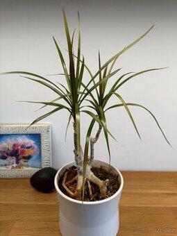 Dracena