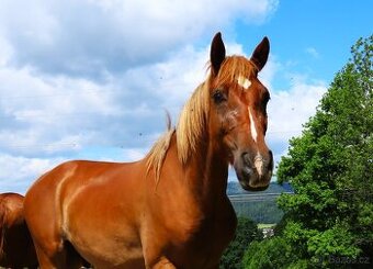 Dvouletý valach pony