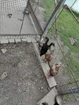 Indický Běžec 3 kachny