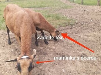 Ovce kamerunské
